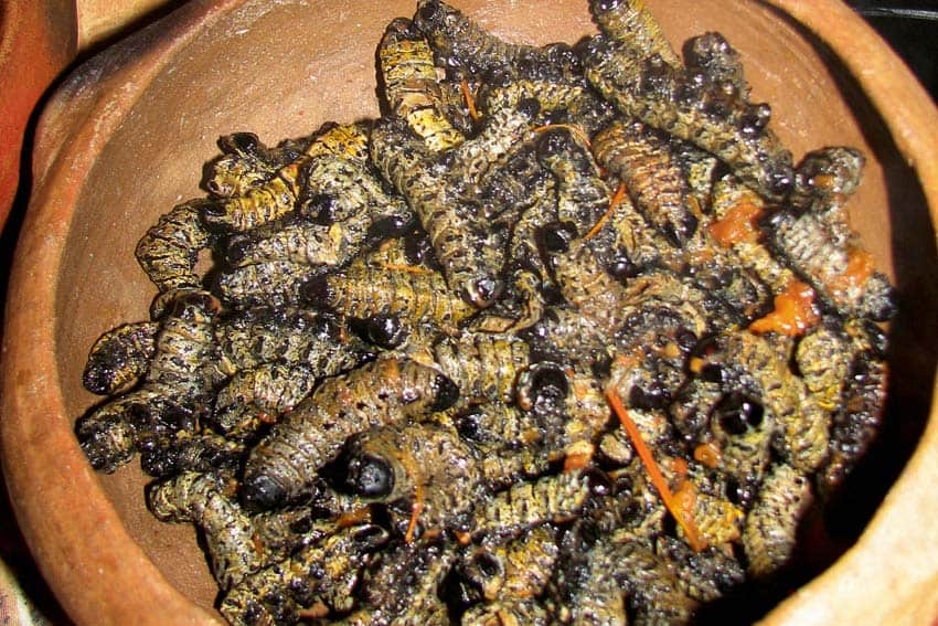 mopane-worms-zimbabwe